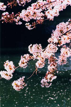 呑み川の桜